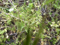 Apiastrum angustifolium