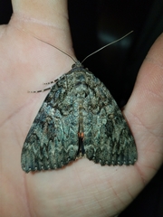 Catocala umbrosa