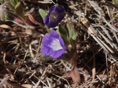 Phacelia curvipes