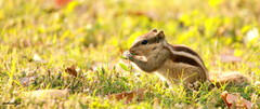 Funambulus pennantii