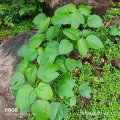 Baliospermum solanifolium