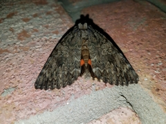 Catocala umbrosa