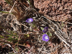Phacelia curvipes