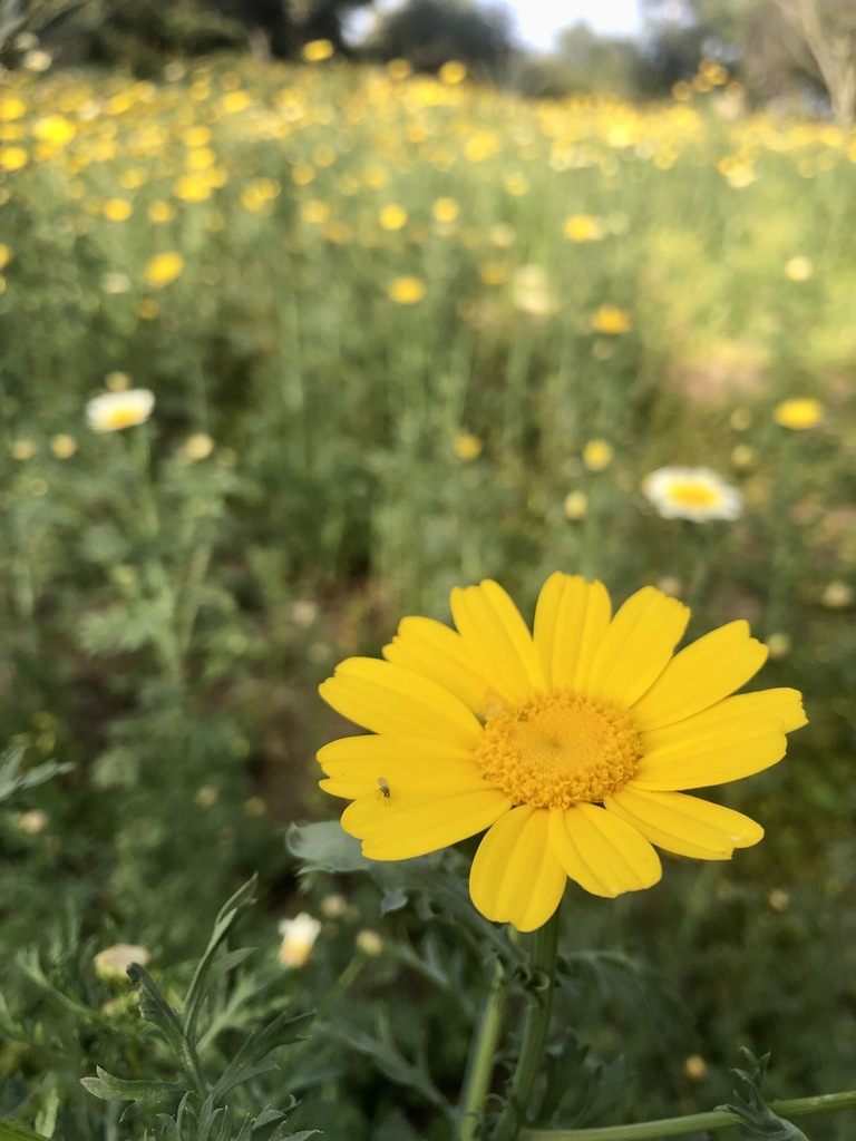 garland daisies