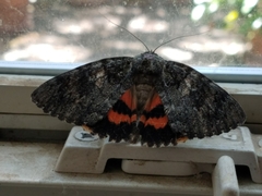 Catocala umbrosa