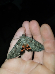 Catocala umbrosa