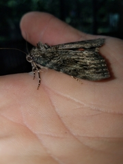 Catocala umbrosa