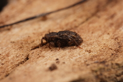 Roptoperus
