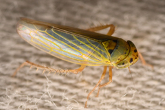 Gloridonus venditarius