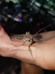 Catocala umbrosa