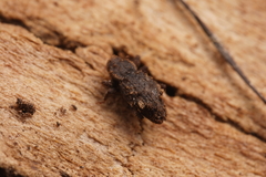 Roptoperus