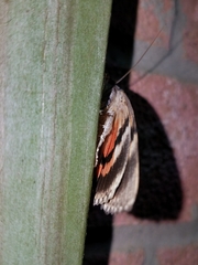 Catocala umbrosa