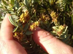 Veronica gibbsii