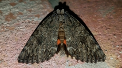 Catocala umbrosa