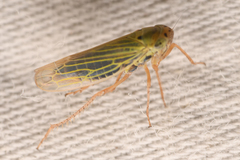 Gloridonus venditarius