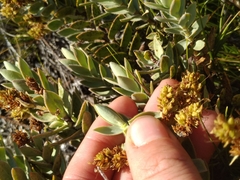 Veronica gibbsii