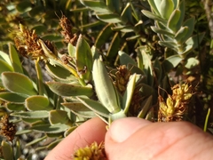 Veronica gibbsii