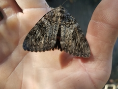 Catocala umbrosa