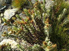 Veronica gibbsii