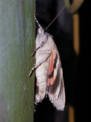Catocala umbrosa