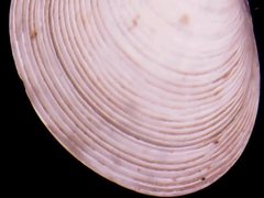 Transennella camachoi