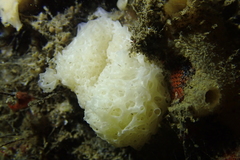 Clathrina