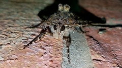 Catocala umbrosa