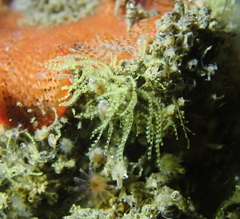 Antennella