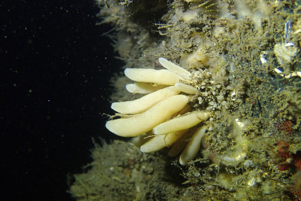 smooth urn sponge