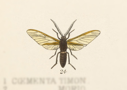 Sarosa pompilina