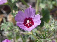 Sidalcea keckii