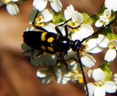 Typocerus lunulatus