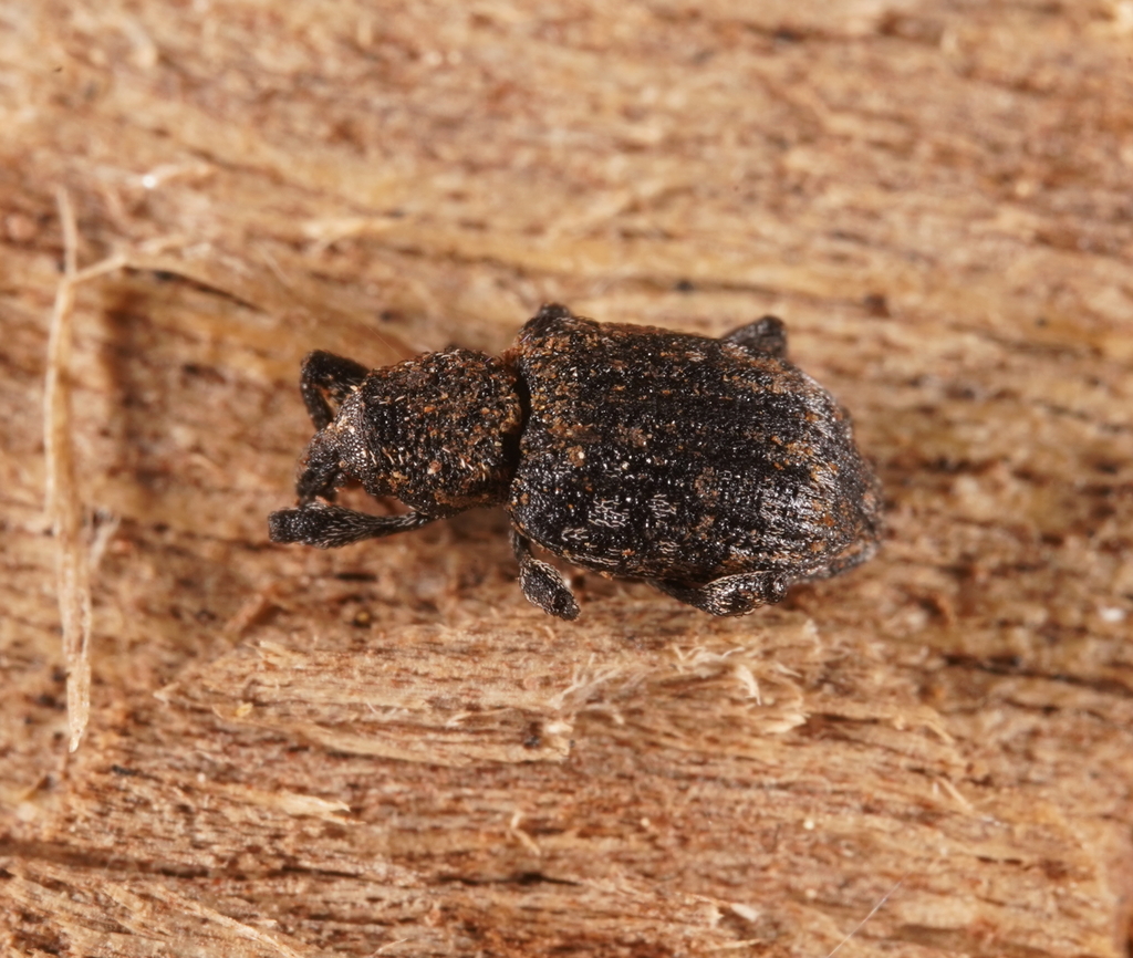 Anorthorhinus apicalis