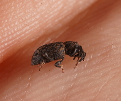 Anorthorhinus apicalis