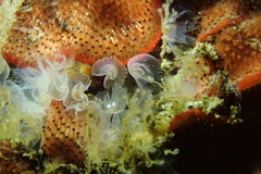 Phoronis
