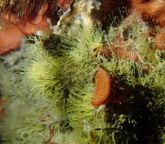 Antennella