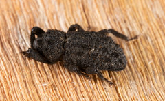 Poropterus melancholicus