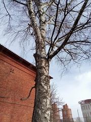 Betula