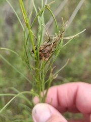 Rhopalomyia erigerontis