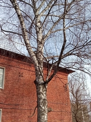 Betula