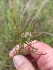Rhopalomyia erigerontis