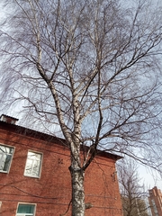 Betula