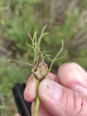 Rhopalomyia erigerontis