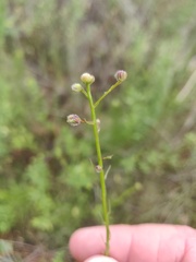 Rhopalomyia erigerontis