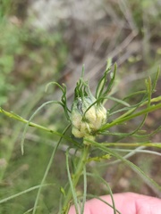 Rhopalomyia erigerontis