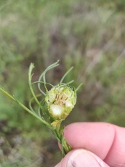 Rhopalomyia erigerontis