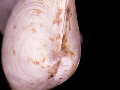 Transennella camachoi