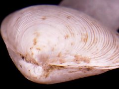 Transennella camachoi