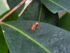 Myrmarachne clavigera