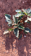 Datura discolor